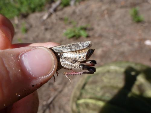 Calliptamus sp.