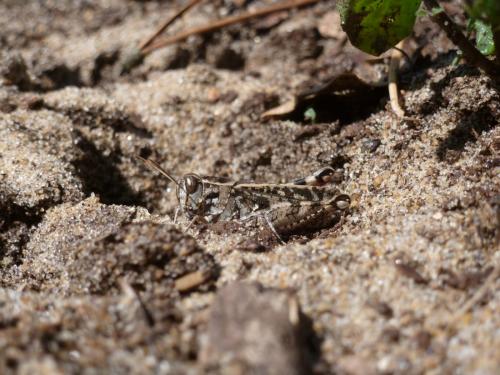 Calliptamus sp.
