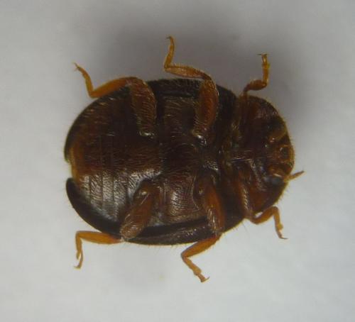 Rhyzobius lophanthae