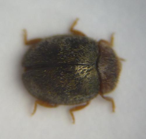 Rhyzobius lophanthae
