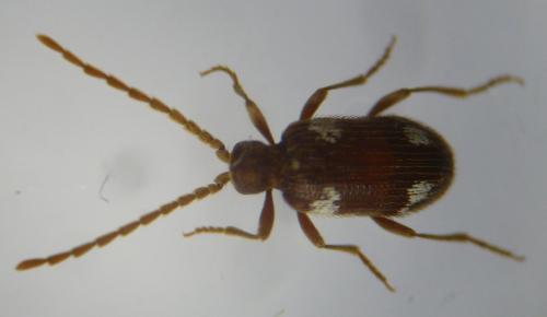 Réf. 126 141 : Ptinus sexpunctatus