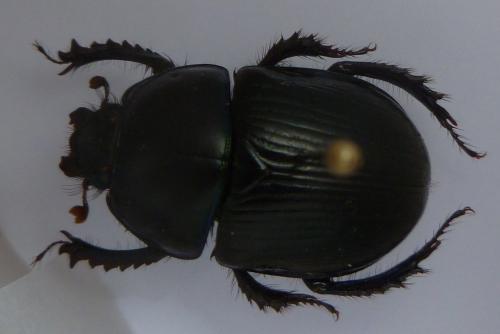 Geotrupes stercorarius