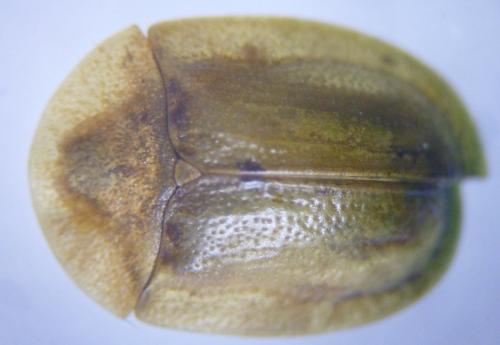 Cassida rubiginosa