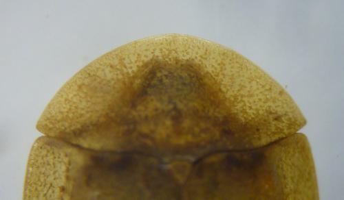 Cassida rubiginosa