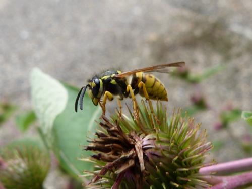Vespula germanica