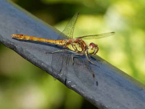 Sympetrum striolatum
