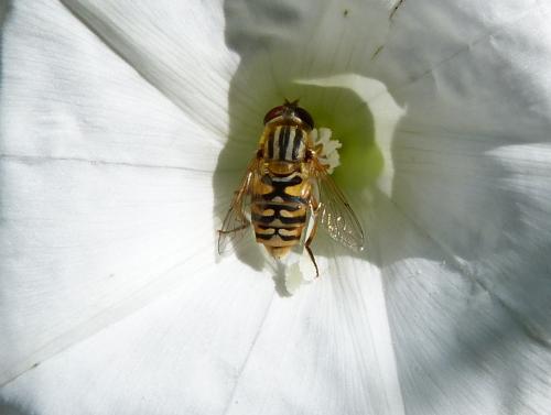 Réf. 126 525 : Parhelophilus sp.