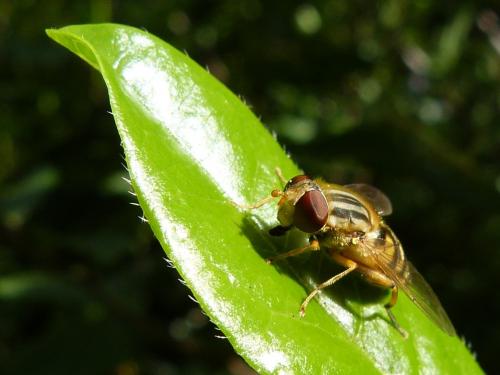 Réf. 126 568 : Parhelophilus sp.