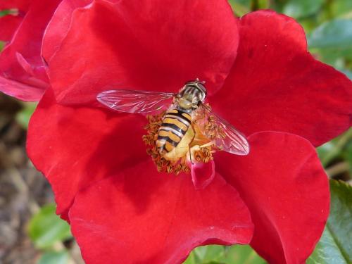 Episyrphus balteatus