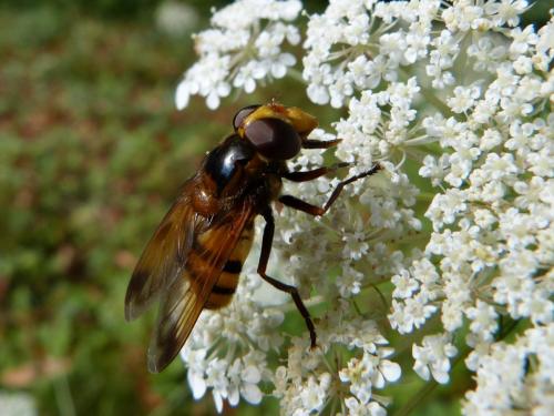 Réf. 126 576 : Volucella inanis