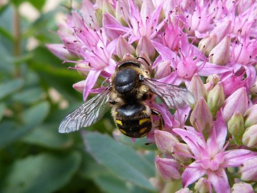 Anthidium septemspinosum