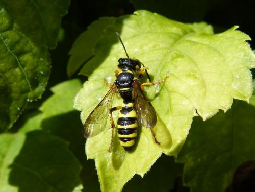 Cerceris arenaria