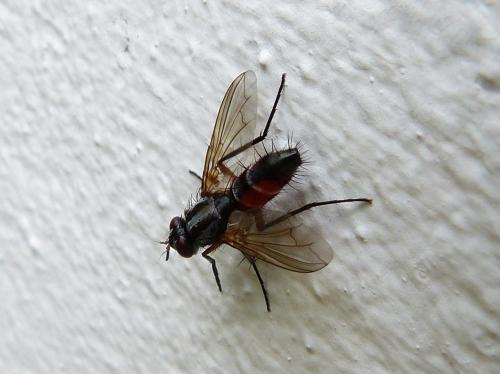 Mintho rufiventris