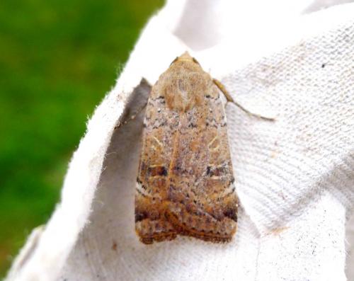 Noctua sp.