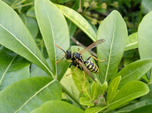 Polistes dominula