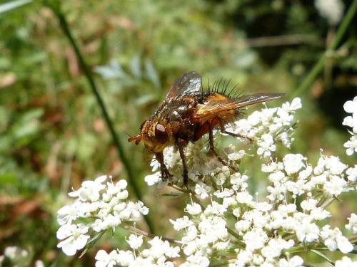 Réf. 126 892 : Tachina fera