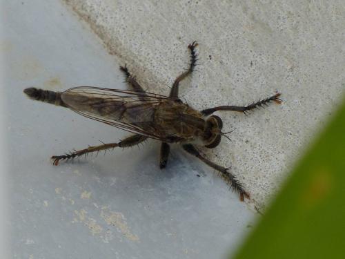 Réf. 126 009 : Machimus fimbriatus