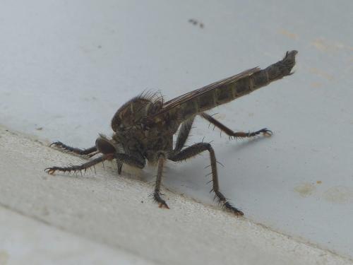 Réf. 126 010 : Machimus fimbriatus