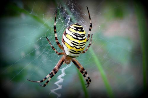 Réf. 126 017 : Argiope bruennichi