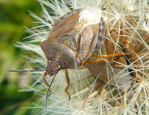 Carpocoris melanocerus