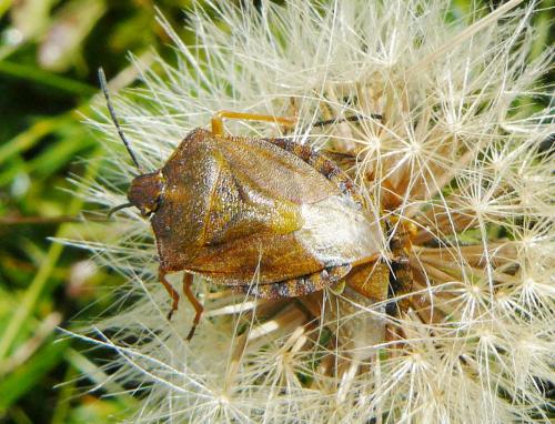 Carpocoris melanocerus