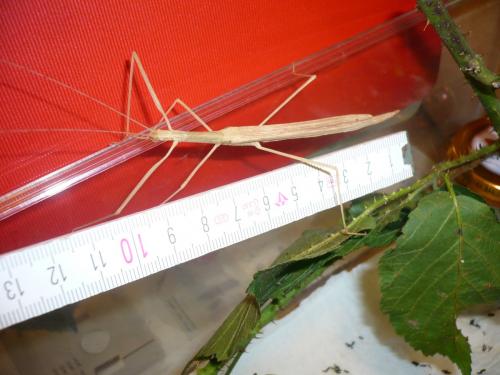Sipyloidea sipylus