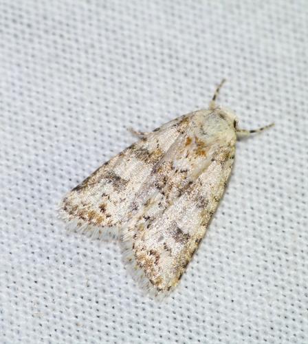 Bryophila domestica