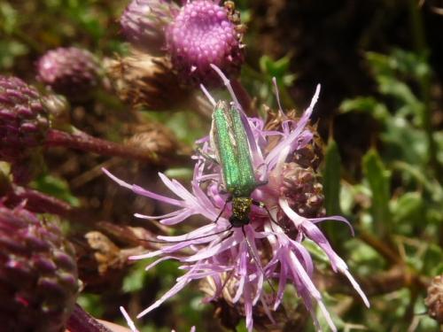 Oedemera nobilis