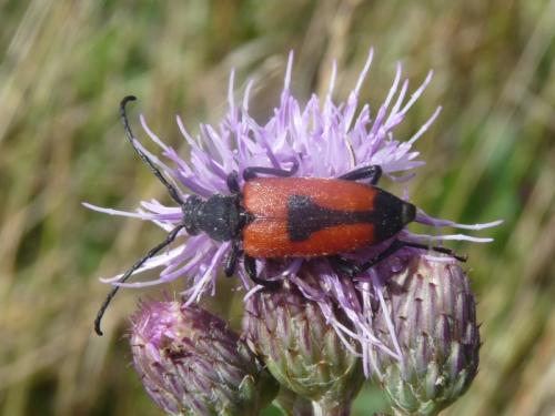 Stictoleptura cordigera