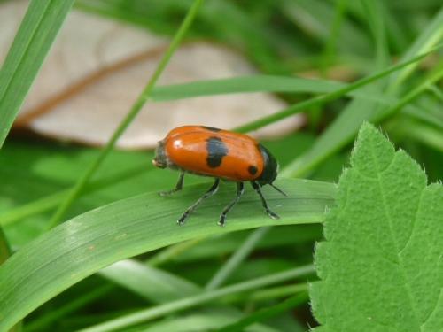 Clytra sp.