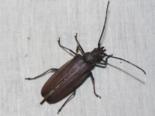 Réf. 126 446 : Aegosoma scabricorne