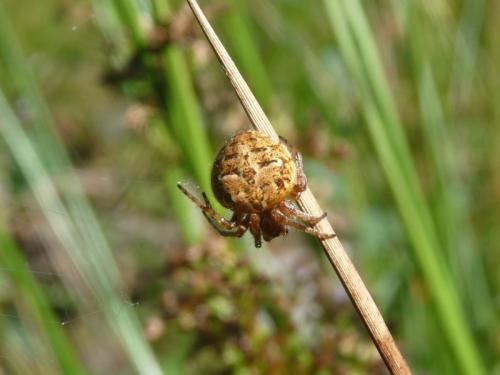Agalenatea redii