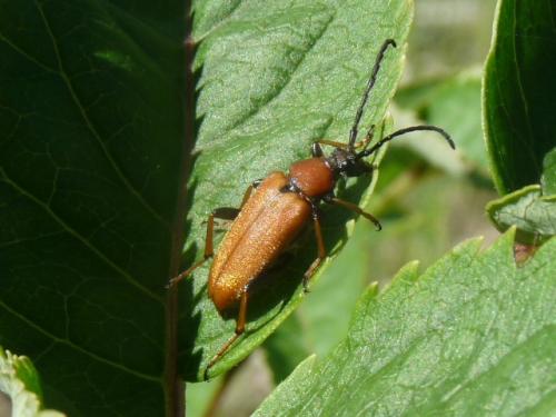 Stictoleptura rubra