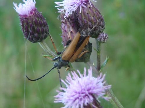 Stictoleptura rubra