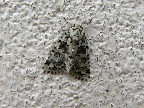 Réf. 126 329 : Nyctobrya muralis