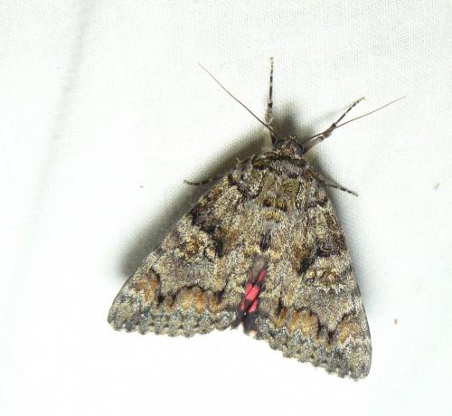 Réf. 126 958 : Catocala sponsa