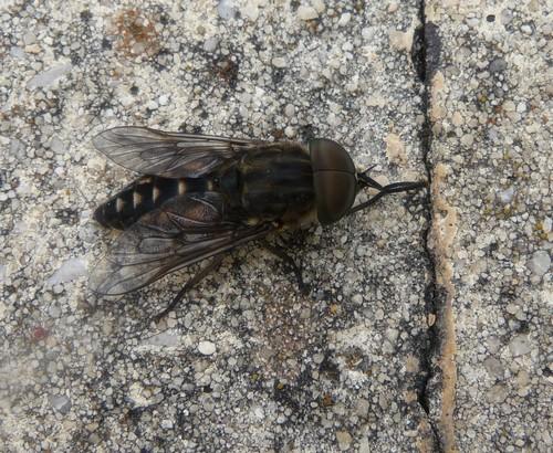Tabanus paradoxus