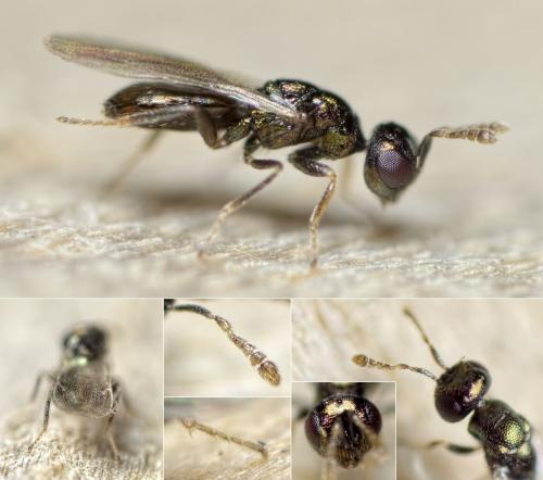 Réf. 126 173 : Dichatomus acerinus