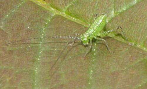 Phaneropterinae