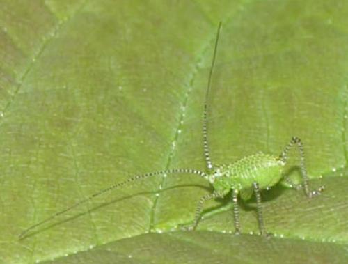 Phaneropterinae