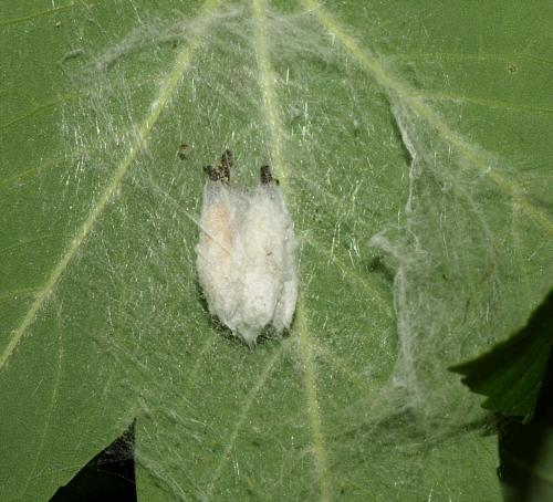 Yponomeuta sp.