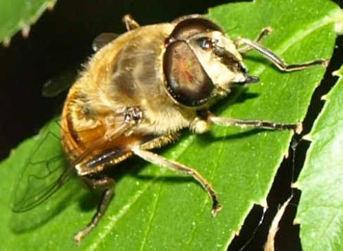 Eristalis tenax