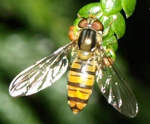 Episyrphus balteatus