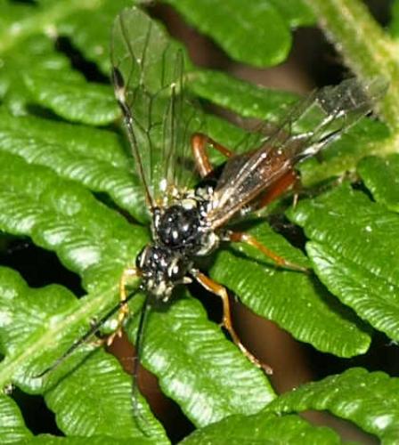 Tenthredopsis sp.