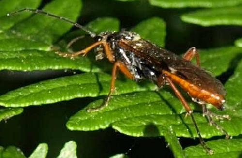 Réf. 126 768 : Tenthredopsis sp.