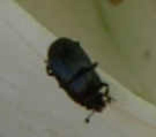 Meligethes sp.