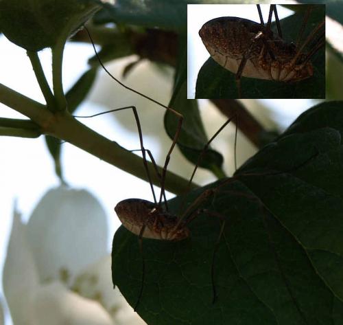 Phalangium opilio