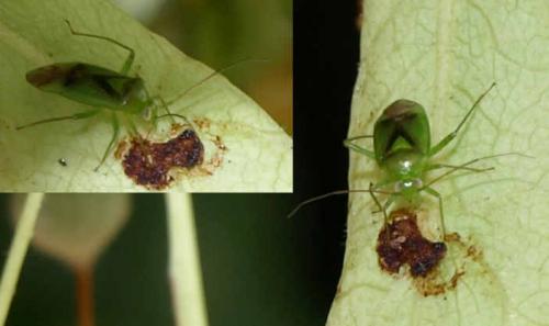 Réf. 126 849 : Neolygus viridis