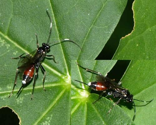Cryptinae