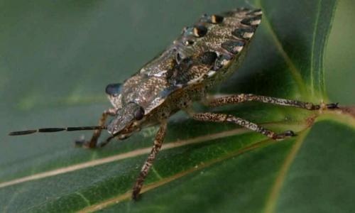 Pentatoma rufipes